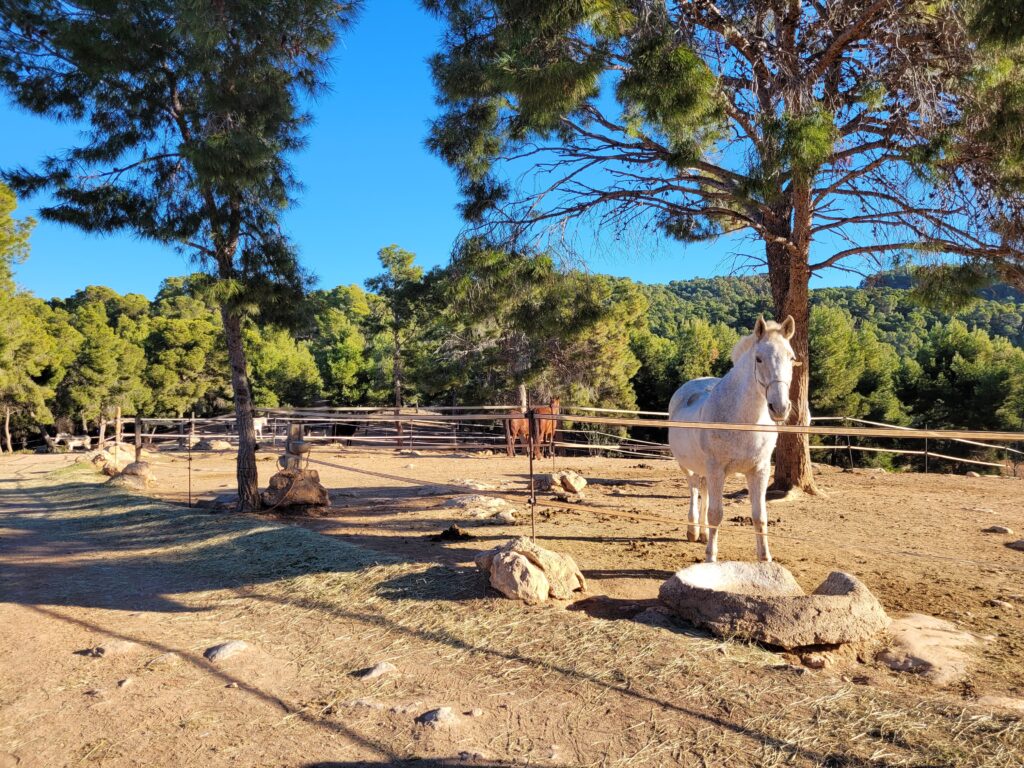 Caballo tordo en uno de los Paddocks de la Hípica Rueda, centro ecuestre de Náquera (Valencia)