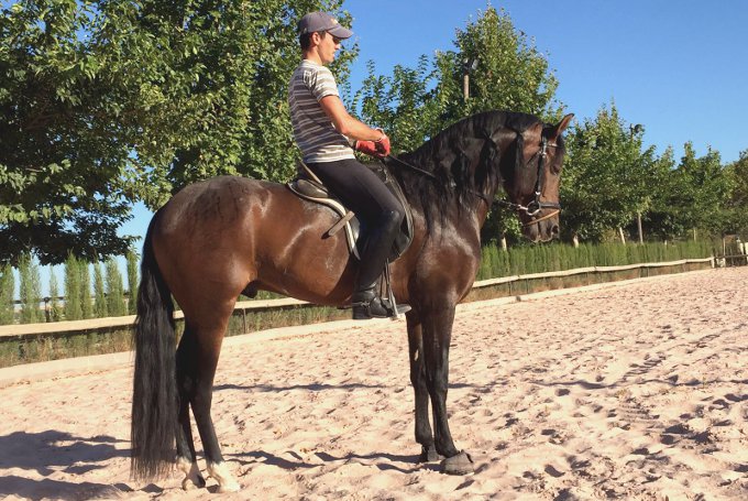 Caballo doma clásica raza española en la Hípica Rueda de Náquera Valencia