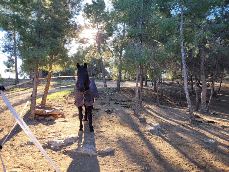 Caballo en pista en la Hípica Rueda centro ecuestre de Náquera Valencia