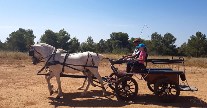 Paseos en carruaje de caballos en la Hípica Rueda de Náquera en Valencia